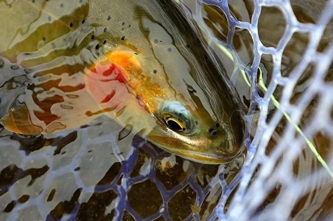 Let the fish be the hero.

📷 Dave McCoy (@davemccoyewa) 
#keepfishwet #keepemwet #fishing #flyfishing #conservation