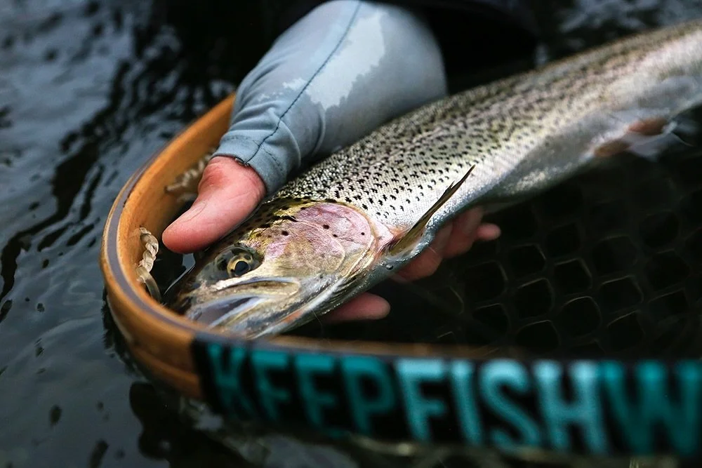Spectacular, aren&rsquo;t they?!

📷 Dave McCoy (@davemccoyewa) 
#keepfishwet #keepemwet #fishing #flyfishing #conservation