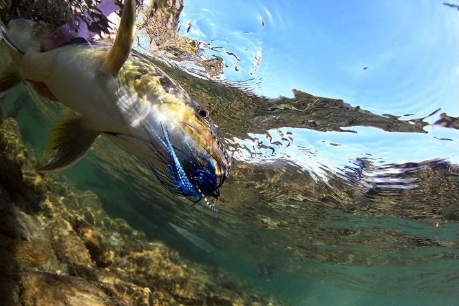 After a ferocious fight, fish benefit greatly from staying in the water and being able to start the recovery process as quickly as possible.

📷 Dave McCoy (@davemccoyewa) 
#keepfishwet #keepemwet #fishing #flyfishing #conservation