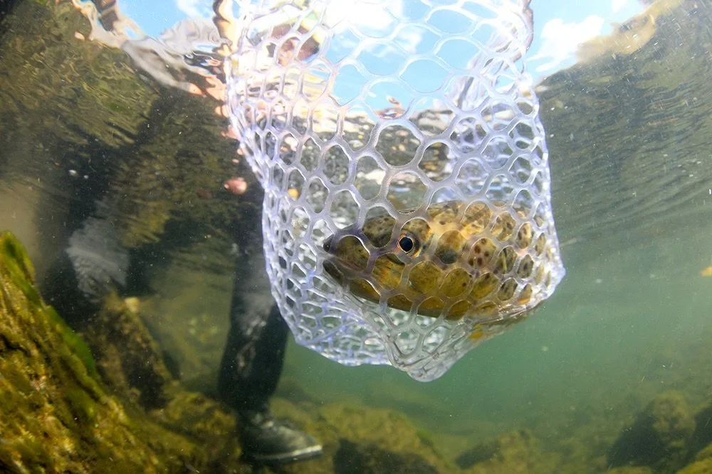 It&rsquo;s hard to beat that feeling of getting one in the net.

📷 Dave McCoy (@davemccoyewa) 
#keepfishwet #keepemwet #fishing #flyfishing #conservation