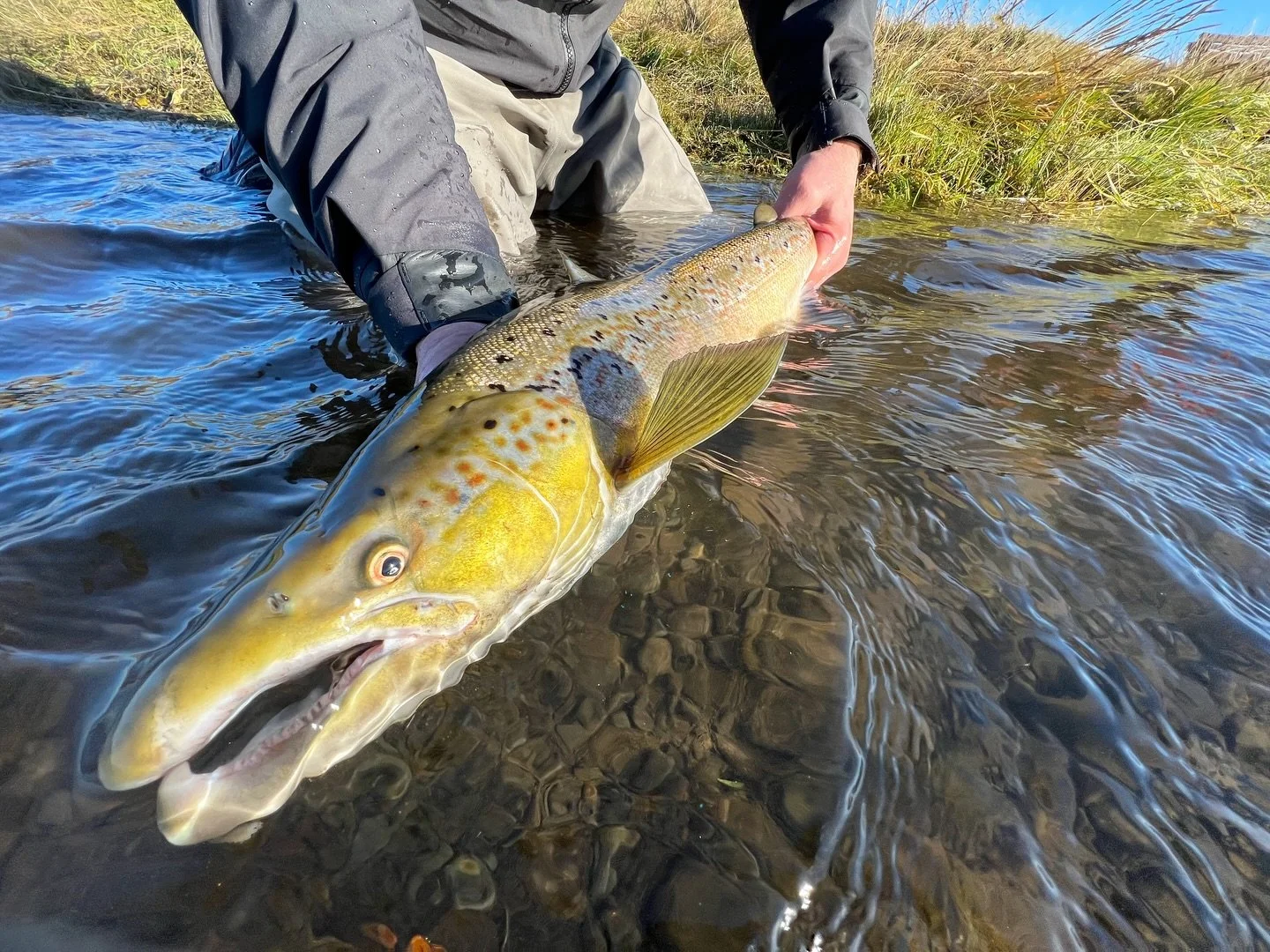 Let the fish be the hero.

Credit: @brianokeefephotos, @elevenangling 
#keepfishwet #keepemwet #fishing #flyfishing #conservation