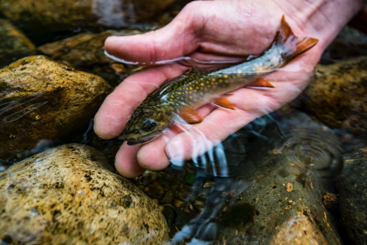 Keep Fish Wet promotes the use of science-based best practices to catch, handle, and release fish. 

Learn more at the link in our bio.

📷 Joe Klementovich (@klementovich) 
#keepfishwet #keepemwet #fishing #flyfishing #conservation