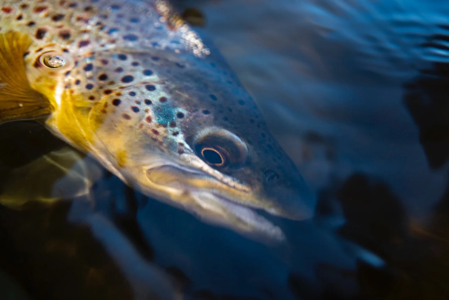 Hints of turquoise and nice spots on a beautiful brown!

📷 Joe Klementovich (@klementovich) 
#keepfishwet #keepemwet #fishing #flyfishing #conservation
