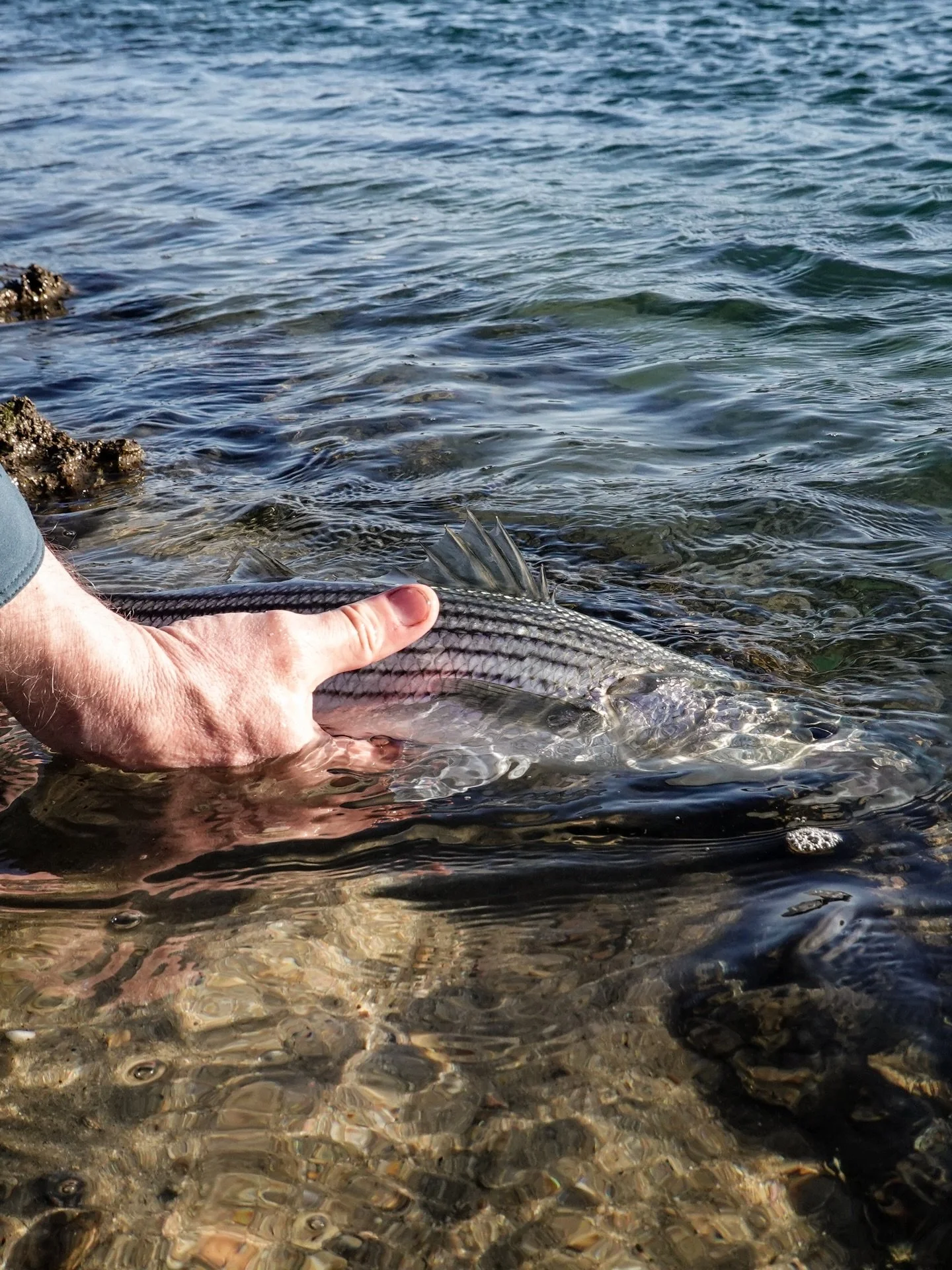 How we catch, handle, and release stripers can have a significant impact on fish mortality and fish populations. 
Learn more about best practices for catching and releasing striped bass at the link in our bio.

📷 James Joiner (@jjamesjoiner)
#keepfi