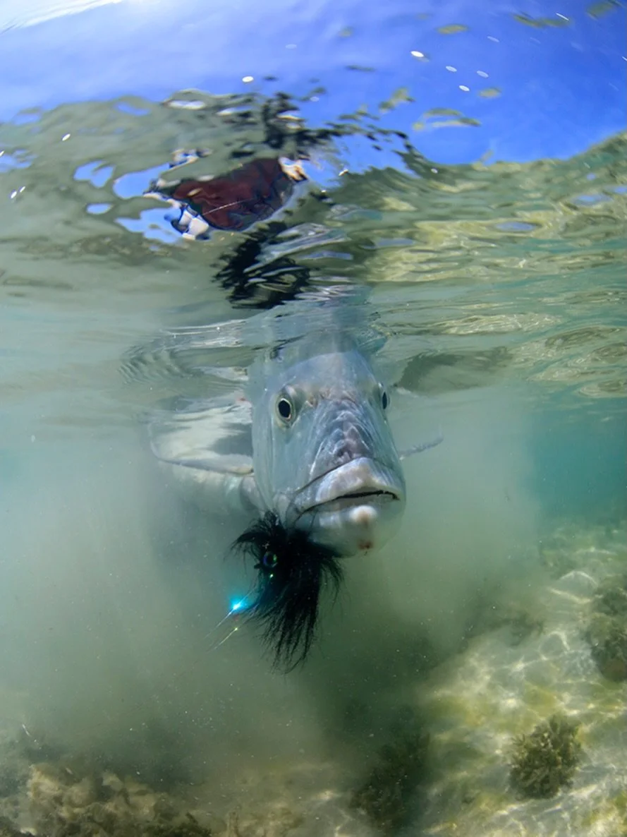 Let the fish be the hero.

📷 Dave McCoy (@davemccoyewa) 
#keepfishwet #keepemwet #fishing #flyfishing #conservation