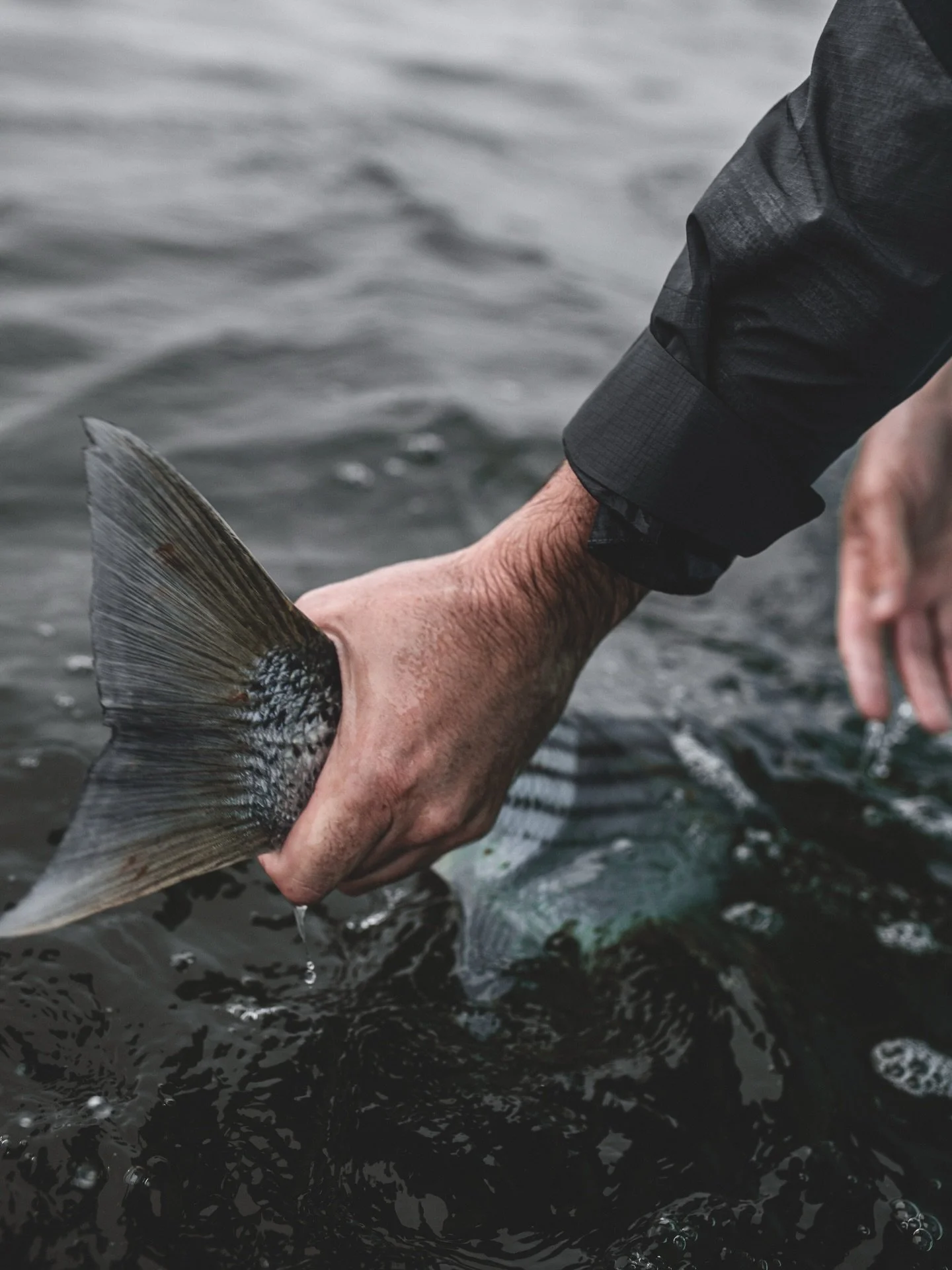 When fish are kept in water, their chances of survival once released increase significantly. Learn more on the benefits of keeping fish wet at the link in our bio.

Ph: Rick Griffith 
#keepfishwet #keepemwet #fishing #flyfishing #conservation
