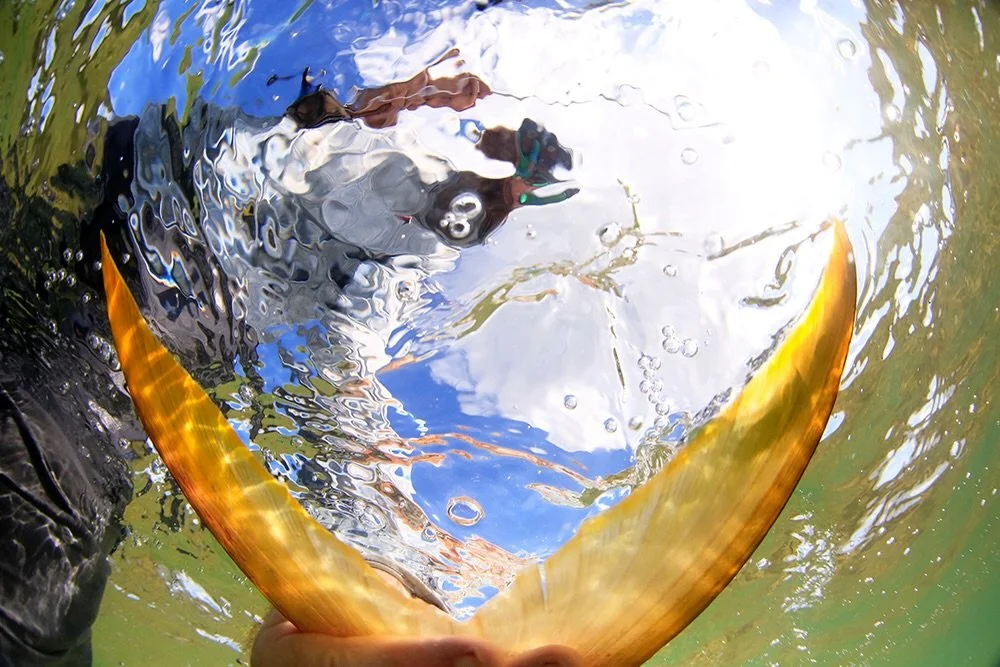 Anglers often find fish are best observed and appreciated when they are still in the water. 

📷 Dave McCoy (@davemccoyewa) 
#keepfishwet #keepemwet #fishing #flyfishing #conservation