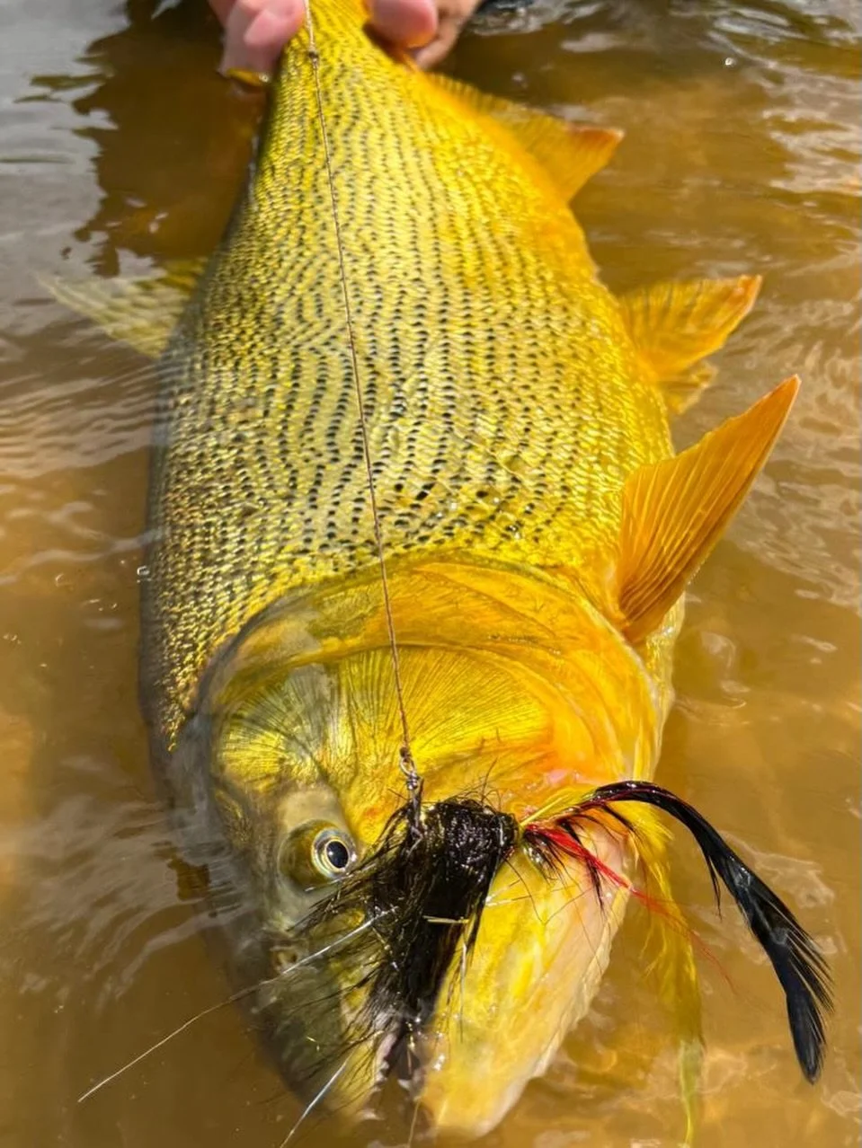 On full display.

📷 @uruguayoutfitters
#keepfishwet #flyfishing #conservation