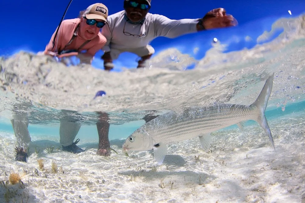 Bonefish are known to put up a hard fight before they are released into waters where they face predation. Following best practices for catching and releasing bonefish can greatly improve their chances of survival after being released. Learn more at t