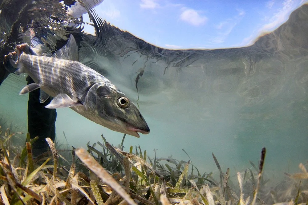 After a bonefish is caught, it is released into an environment of predators that could include fish like barracuda that might seize on the opportunity to strike a weaker fish. How bonefish are fought and handled can greatly impact their survival post