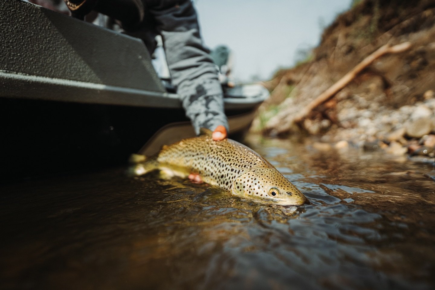 Let the fish be the hero.

📷 Amber Payliss (@thebugparade) 
#keepfishwet #keepemwet #fishing #flyfishing #conservation