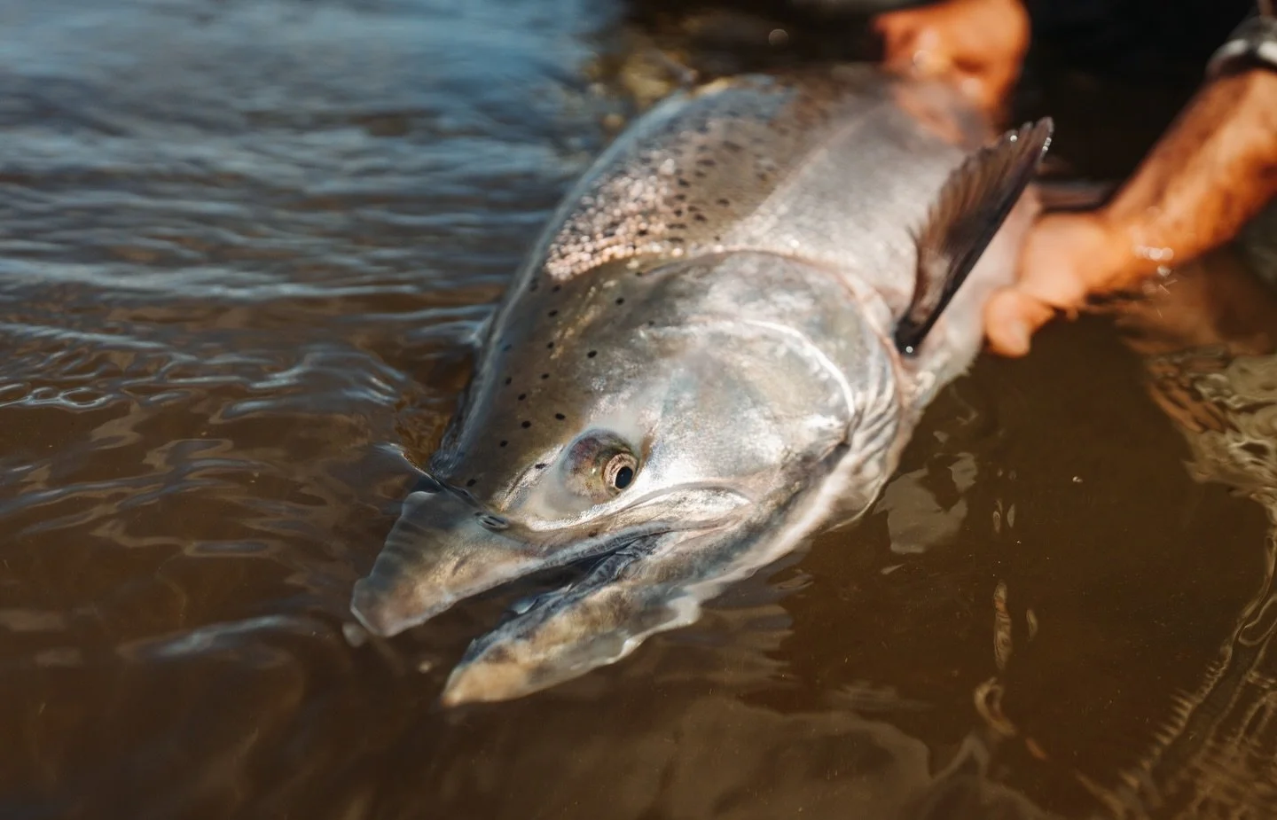 With careful handling of fish once they are caught, anglers can reduce their impact on fish mortality while increasing the likelihood of reproduction success and more. 

📷 Amber Payliss (@thebugparade) 
#keepfishwet #keepemwet #fishing #flyfishing #