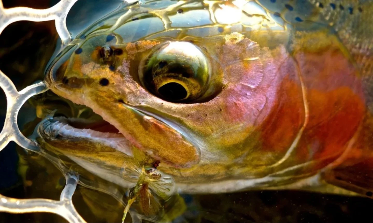 Captivating colors on a gorgeous wild trout.

📷 Paul Moinester (@upstreamjourney) 
#keepfishwet #keepemwet #fishing #flyfishing #conservation
