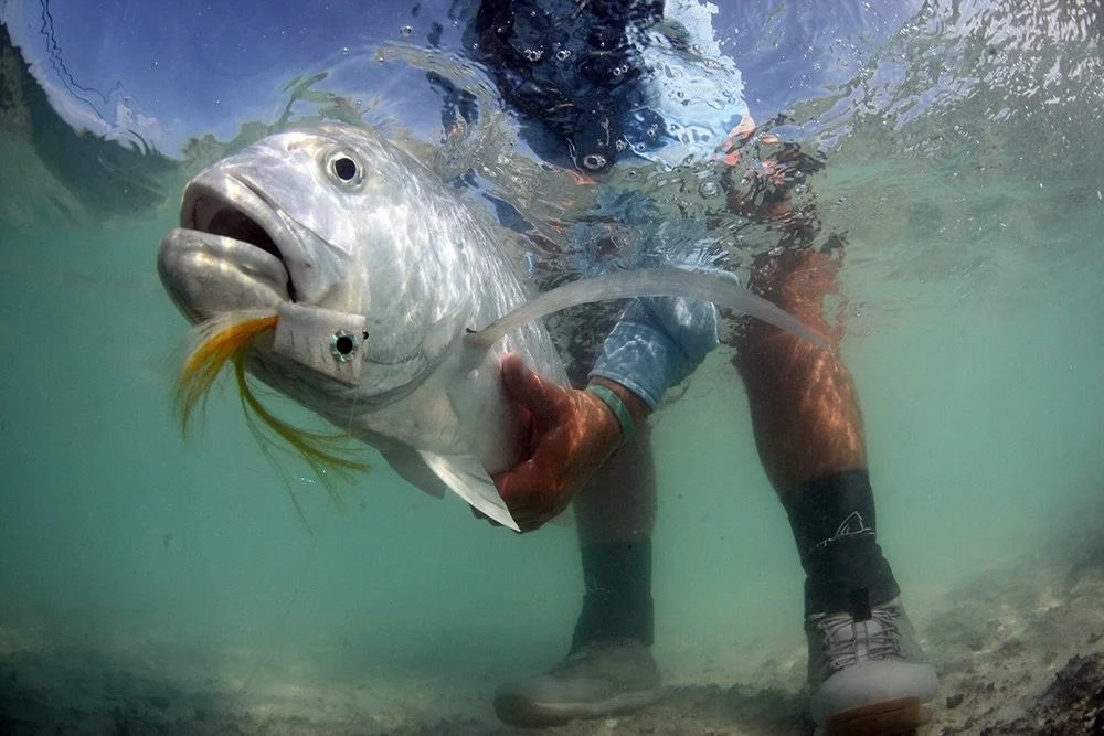Can you imagine the strike of a GT on a popper?!

📷 Dave McCoy (@davemccoyewa) 
#keepfishwet #keepemwet #fishing #flyfishing #conservation