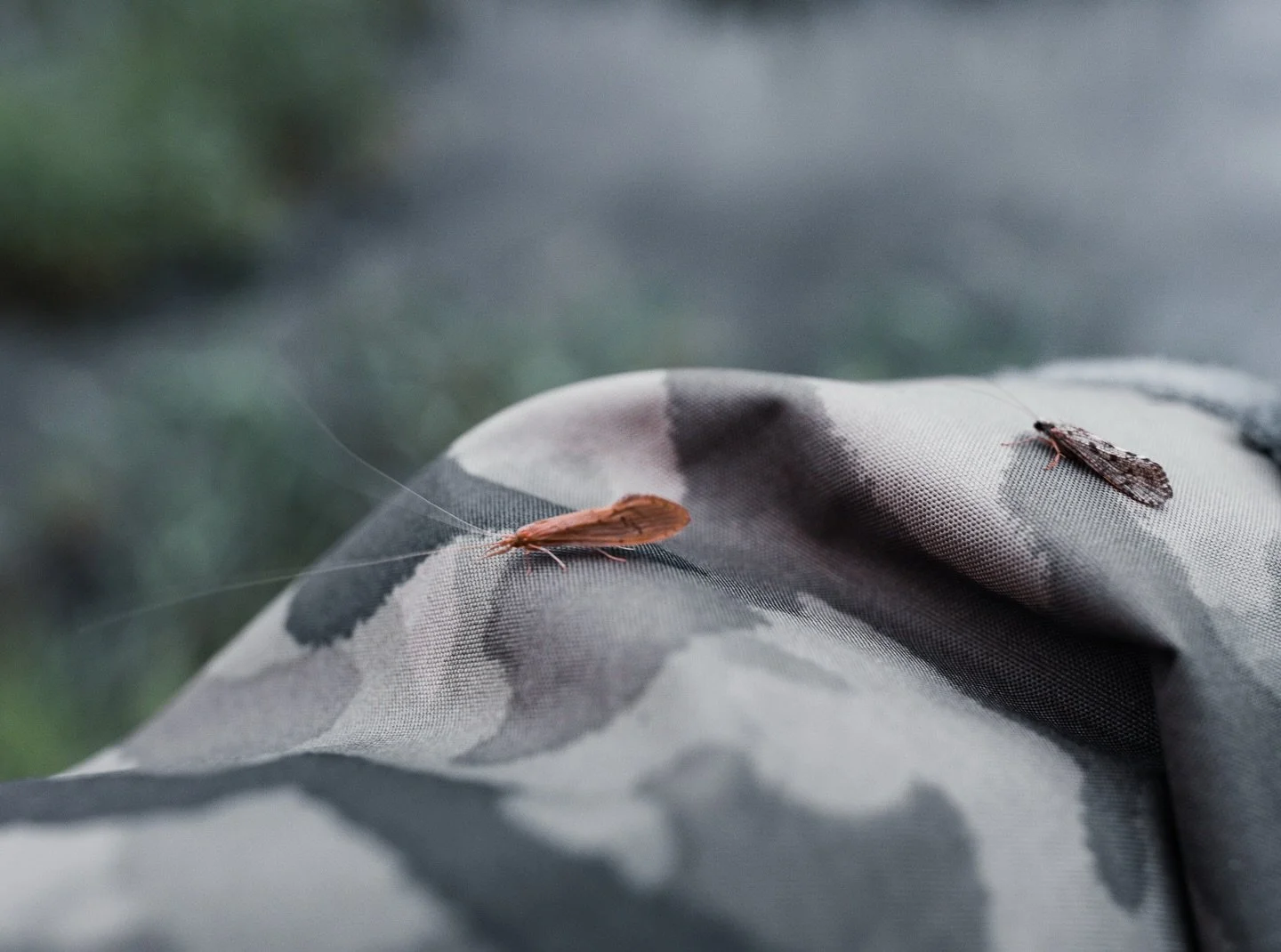 It won&rsquo;t be long before we start seeing some of the bigger bugs ...

📷 Amber Payliss (@thebugparade) 
#keepfishwet #keepemwet #fishing #flyfishing #conservation