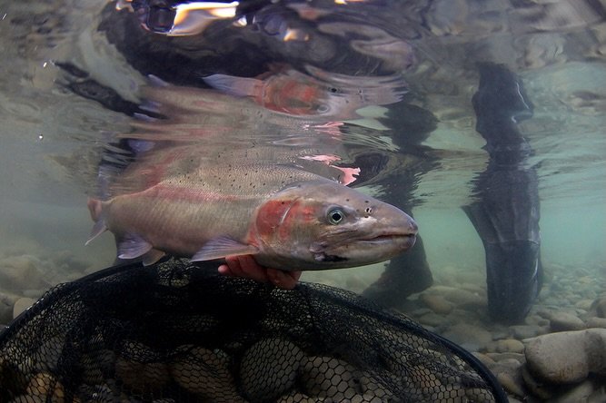 For species such as steelhead, the survival of every fish landed can have a significant impact on the populations as a whole.

📷 Dave McCoy (@davemccoyewa) 
#keepfishwet #keepemwet #fishing #flyfishing #conservation