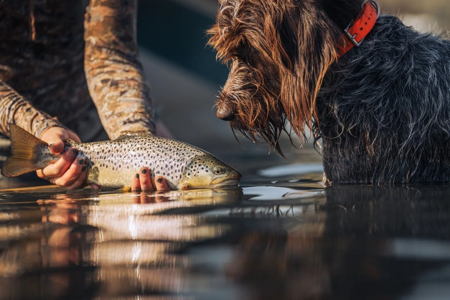 Let the fish be the hero.

📷 Amber Payliss (@thebugparade) 
#keepfishwet #keepemwet #fishing #flyfishing #conservation
