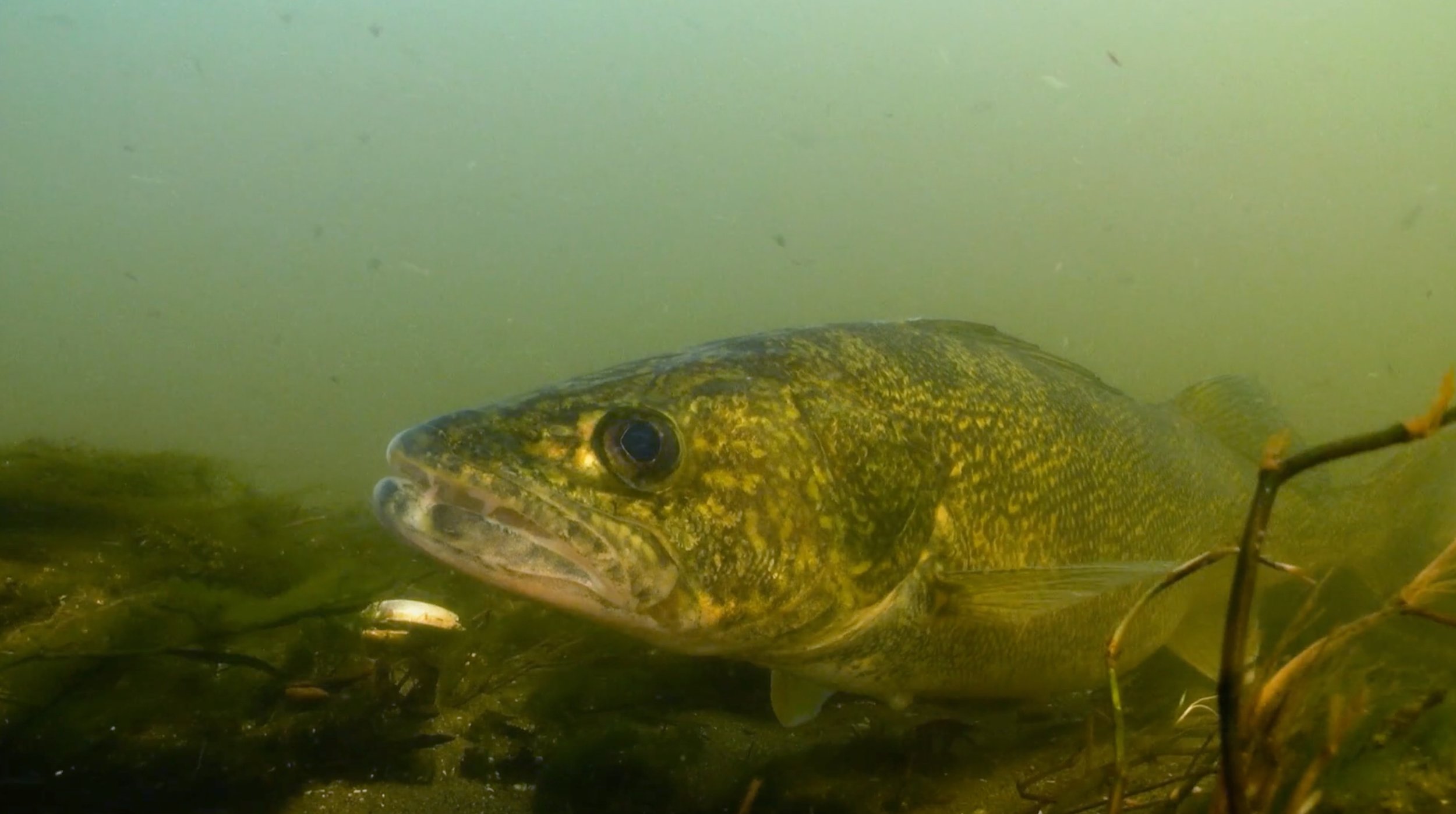 Did you get out fishing this long weekend? 

#walleyeinourhands #fishing #conservation @keep.fish.wet @glifwc @usgs @michigandnr @minnesotadnr @wi_dnr @illinoisnres @happy_platypus