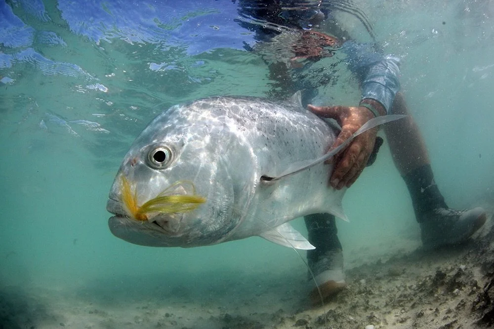 Let the fish be the hero.

📷 Dave McCoy (@davemccoyewa) 
#keepfishwet #keepemwet #saltwaterflyfishing #flyfishing #conservation