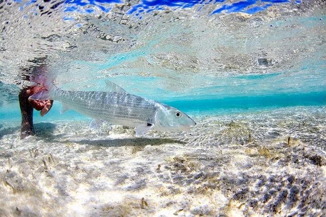 Keeping bonefish wet can be vital for their recovery and enabling them to keep away from predators once released.

📷 Dave McCoy (@davemccoyewa) 
#keepfishwet #keepemwet #saltwaterflyfishing #flyfishing #conservation