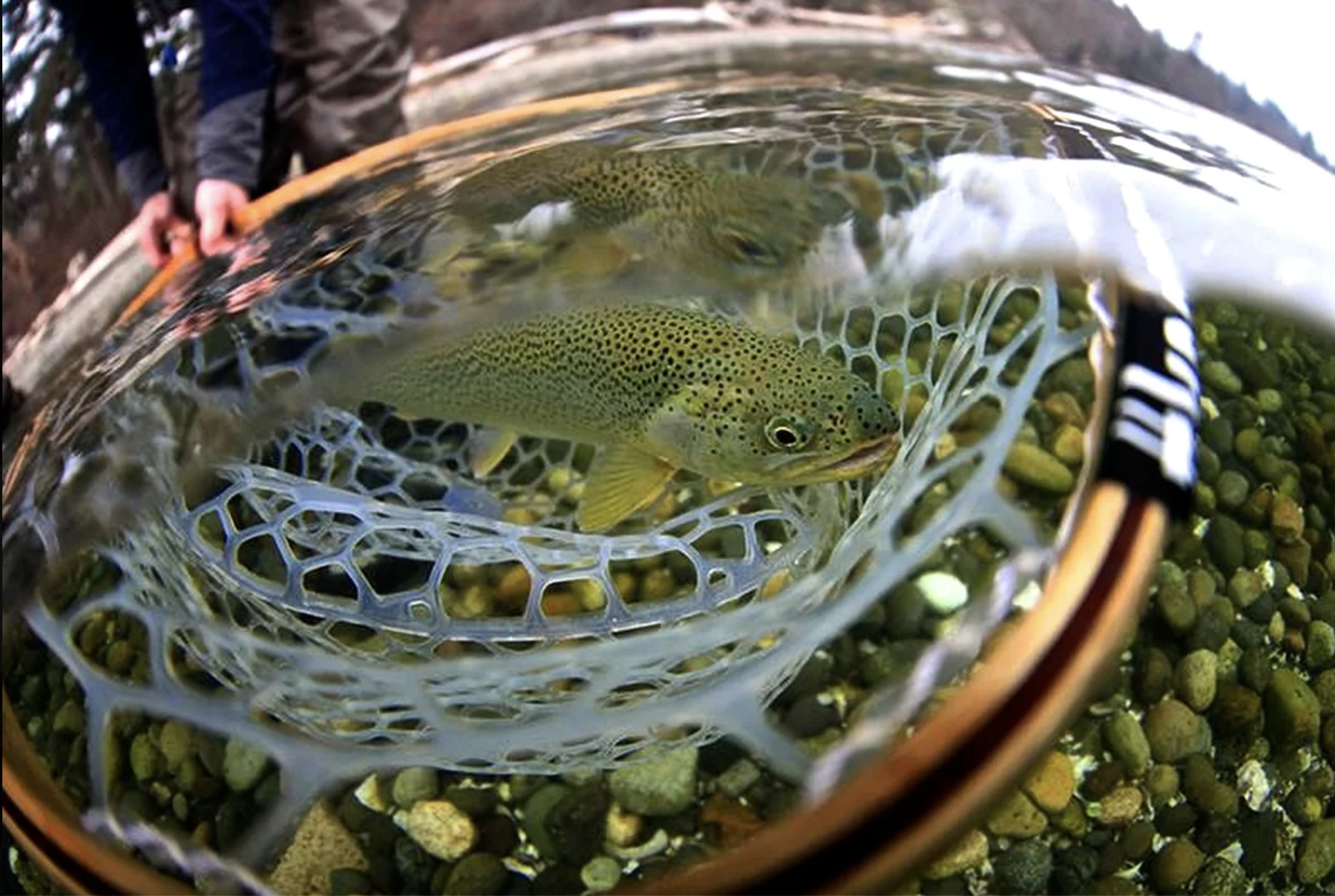 Fish In Net