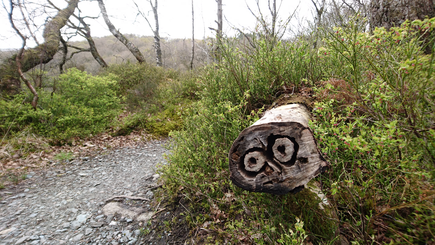 West Highland Way (10 of 35).jpg