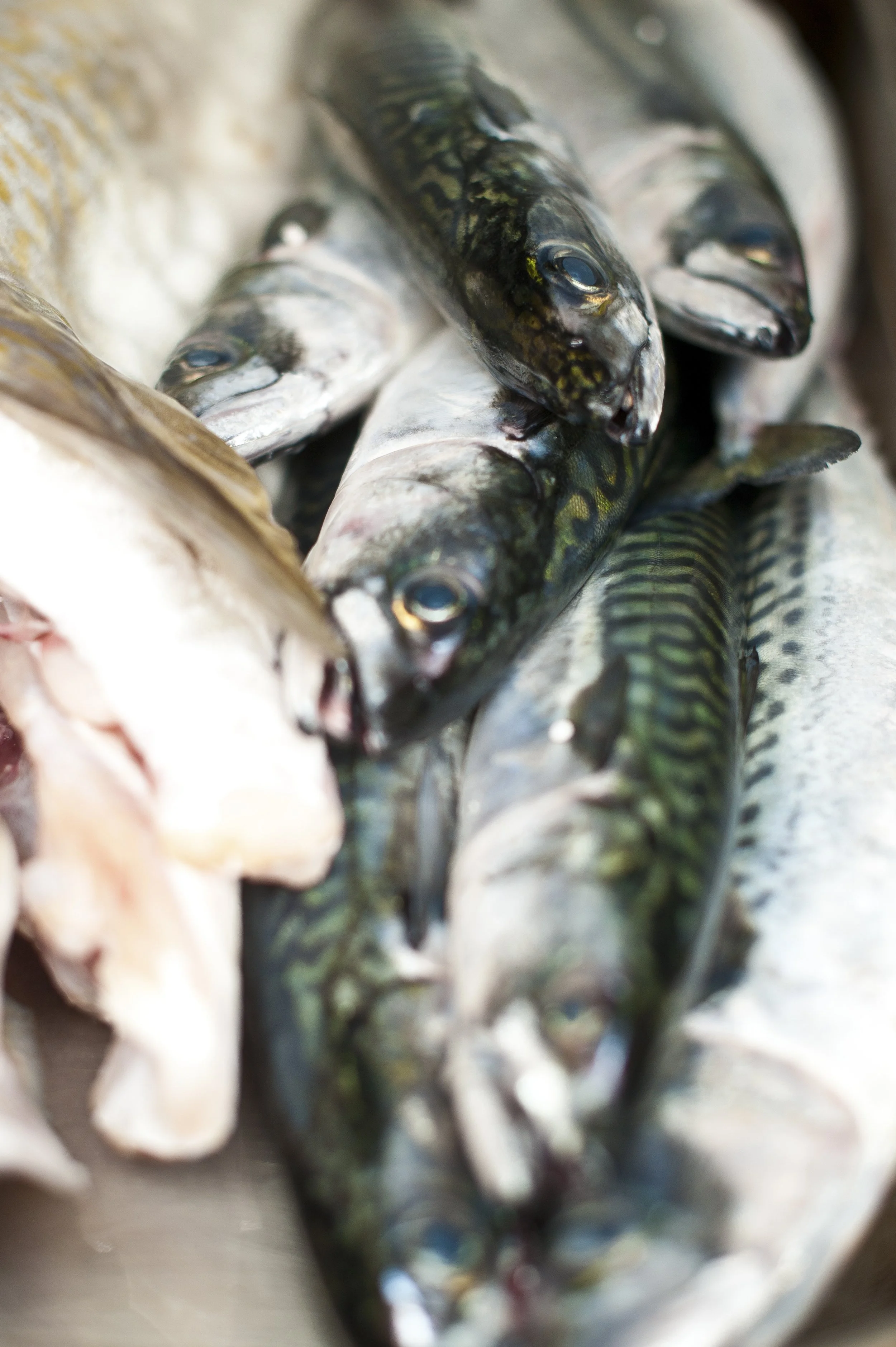 Garry Maclennan Photography - Angler Restaurant.jpg