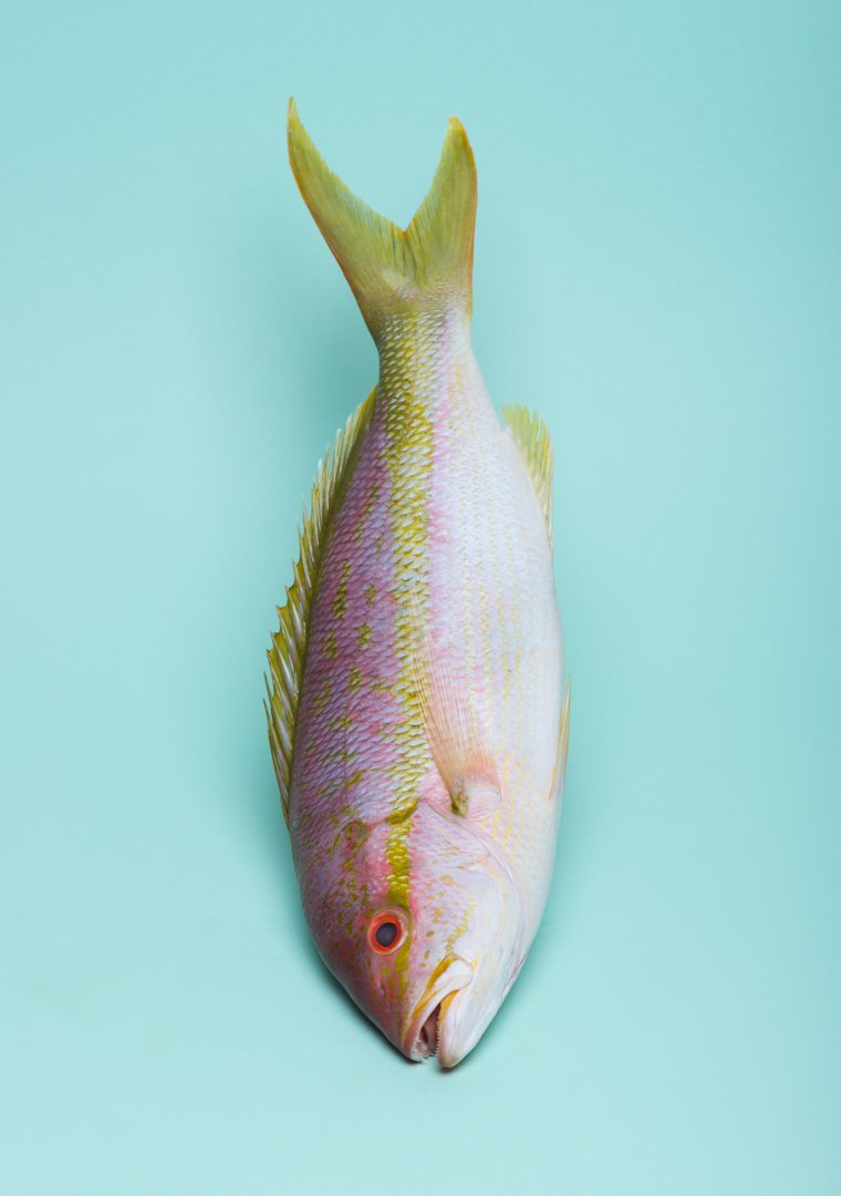 Garry Maclennan Photography - Fish.jpg