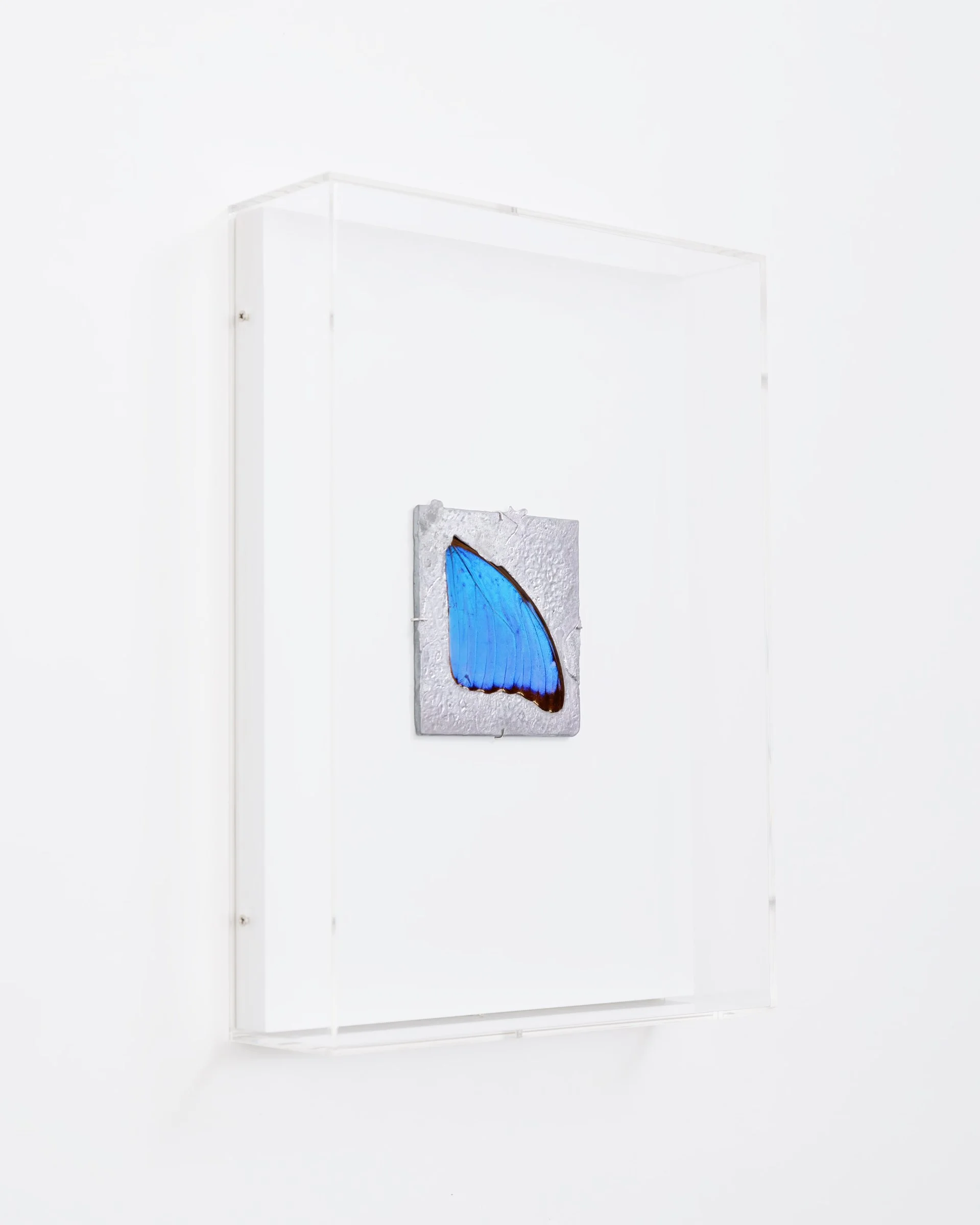 shadow blue morpho vertical copy.jpg