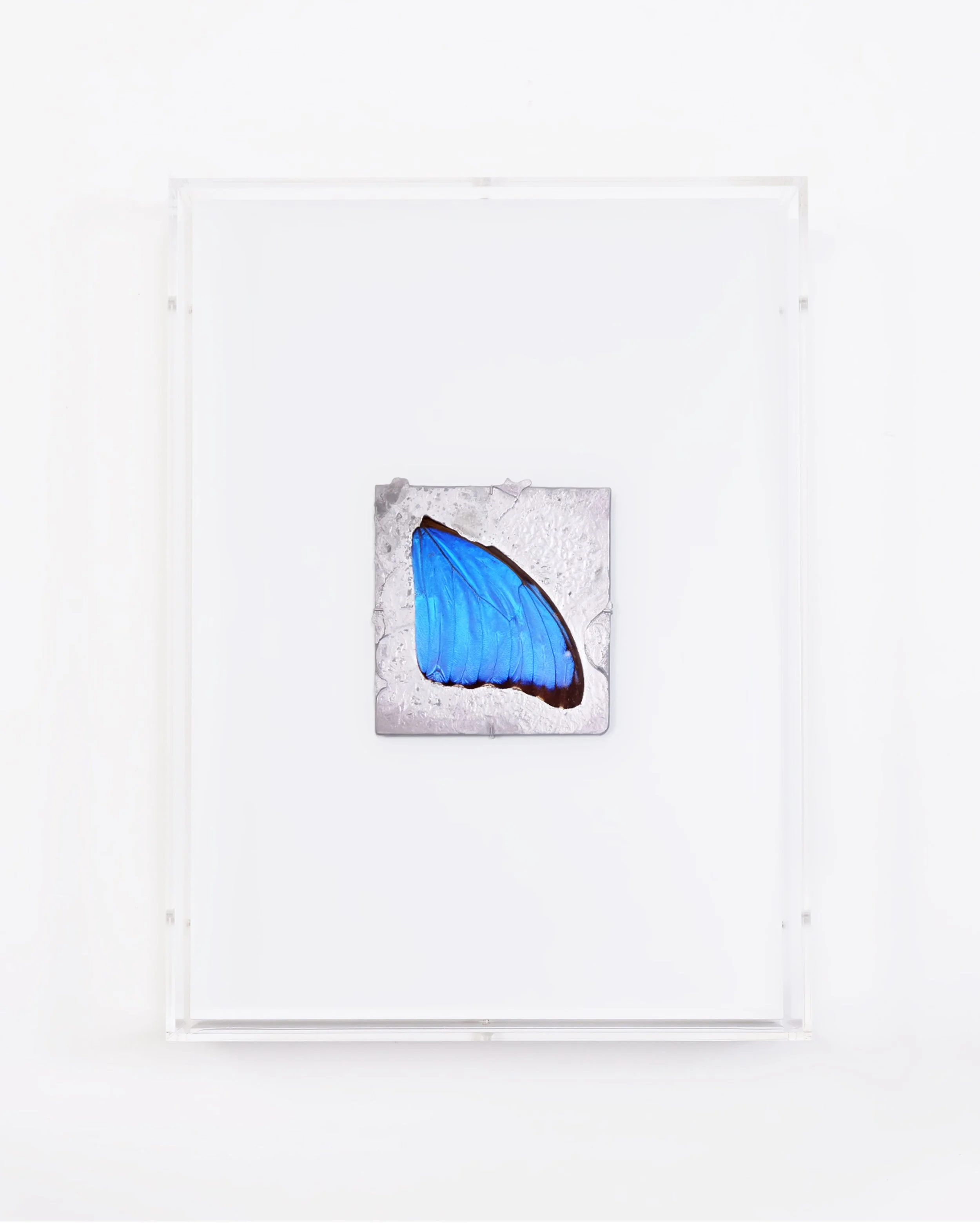 Blue Morpho Wing