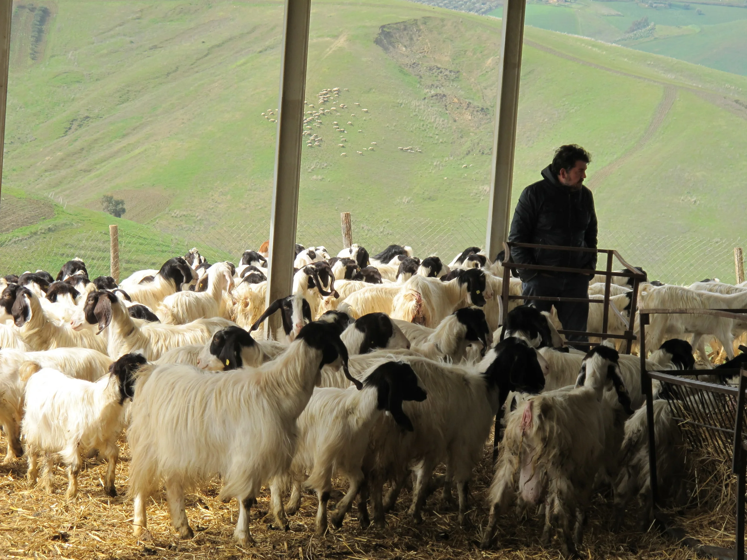 Cammarata Azienda Agricola, CALTANISSETTA