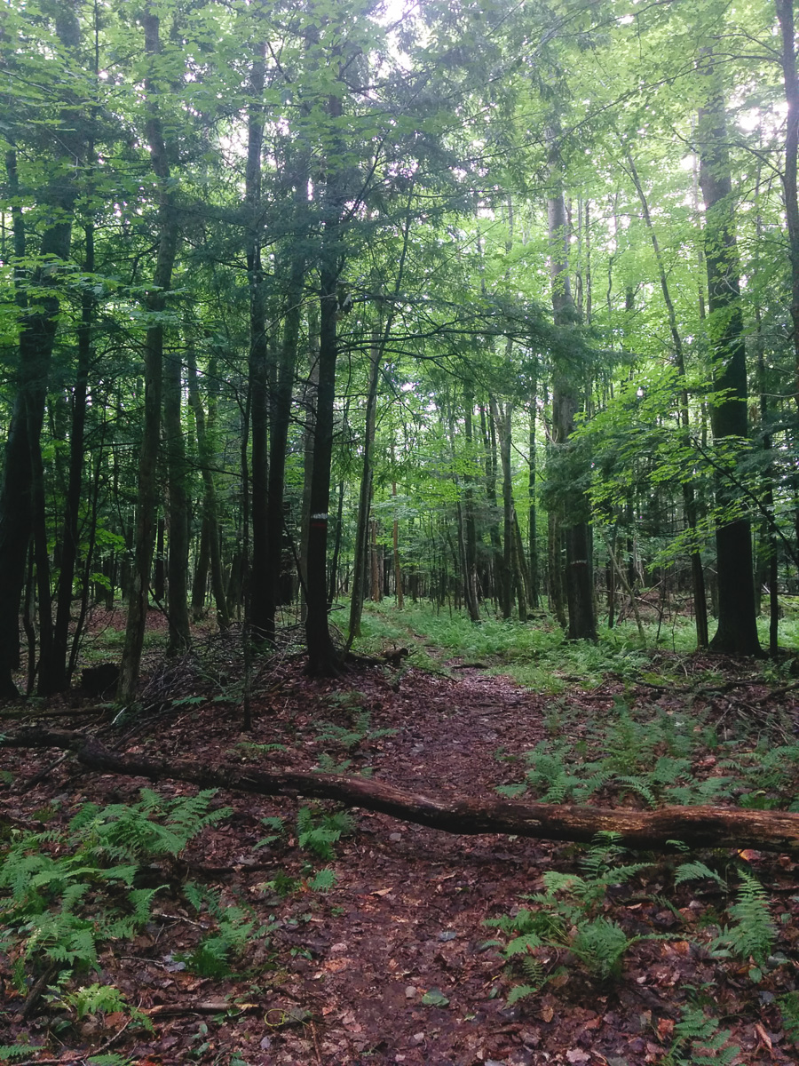 Les Sentiers de l'Estrie, près de Kingsbury