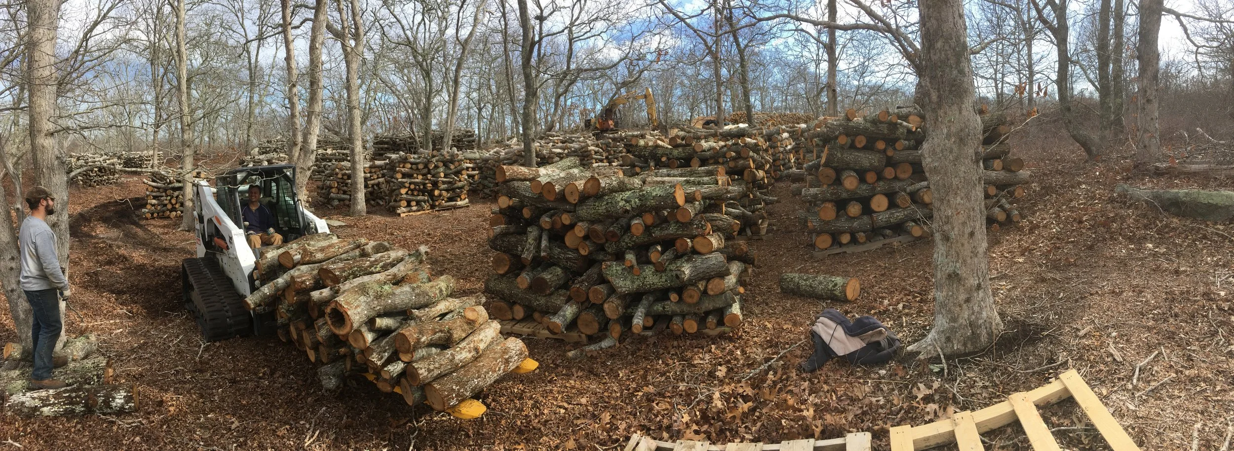 Jack and Truman stacking newly inoculated logs in our beautiful incubation area- we rely on the natural climate and forest canopy to provide optimal conditions for log colonization