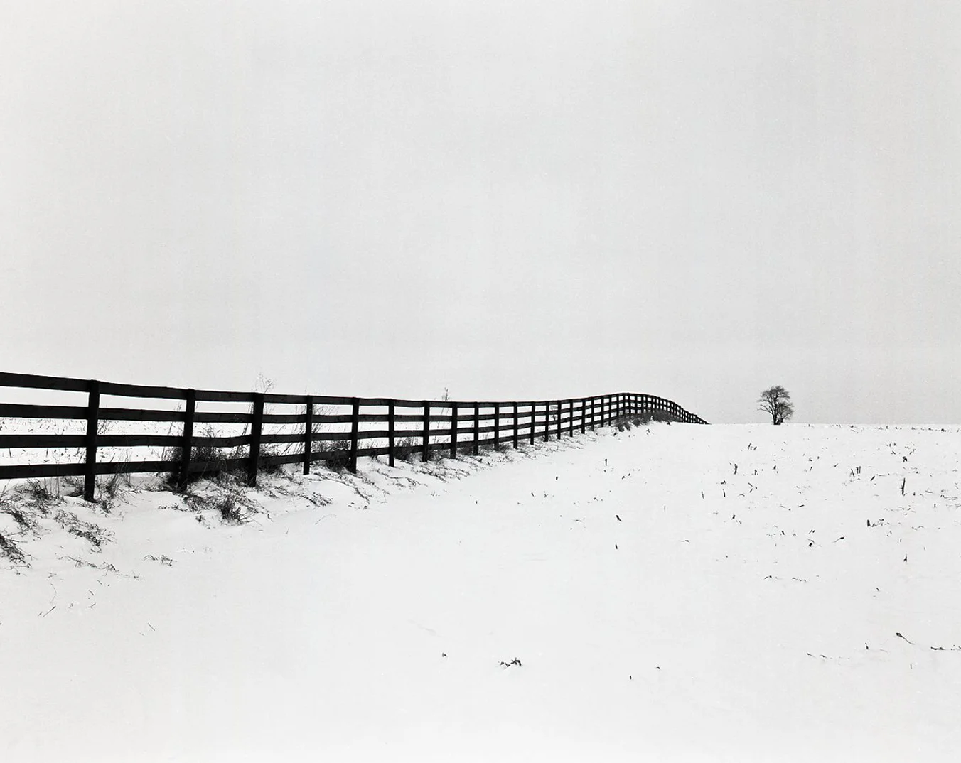 Black Fence and Tree #1 > DeKalb, IL 2003