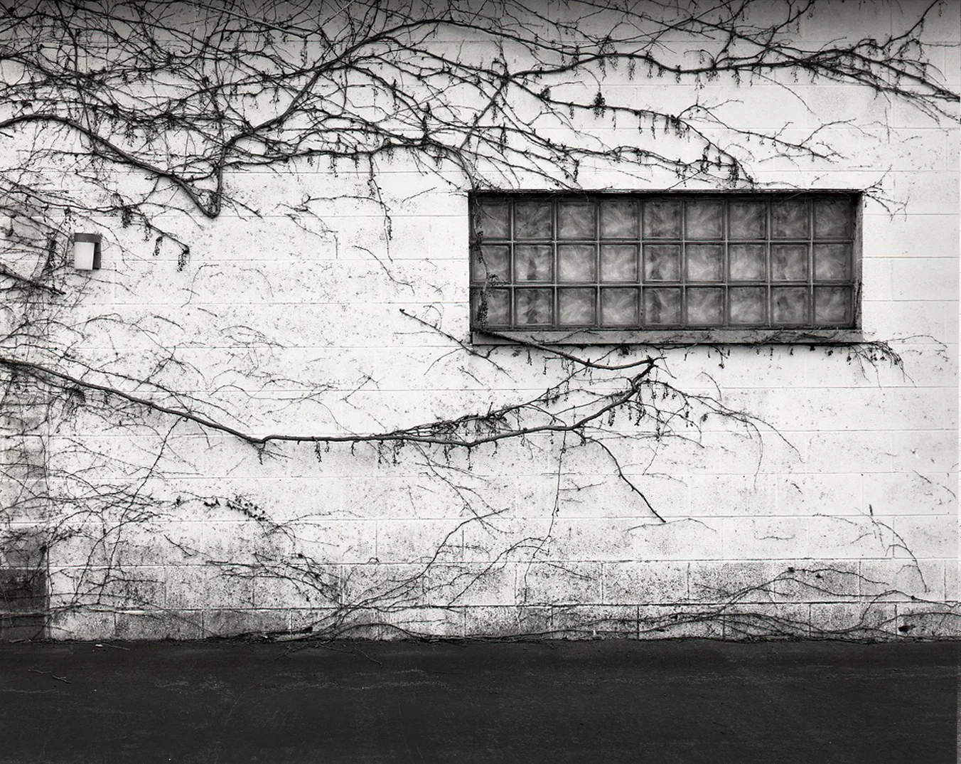 Dormant Ivy and Window > DeKalb, IL 2003