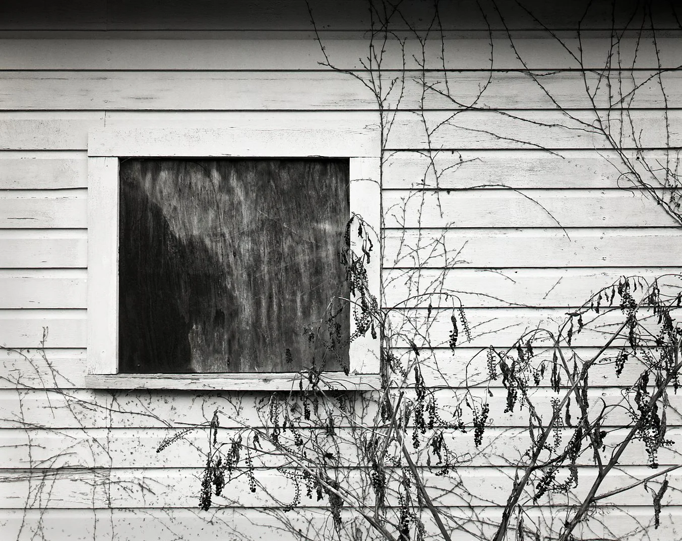 Black Boarded Window and Ivy Remains, Left > DeKalb, IL 2003