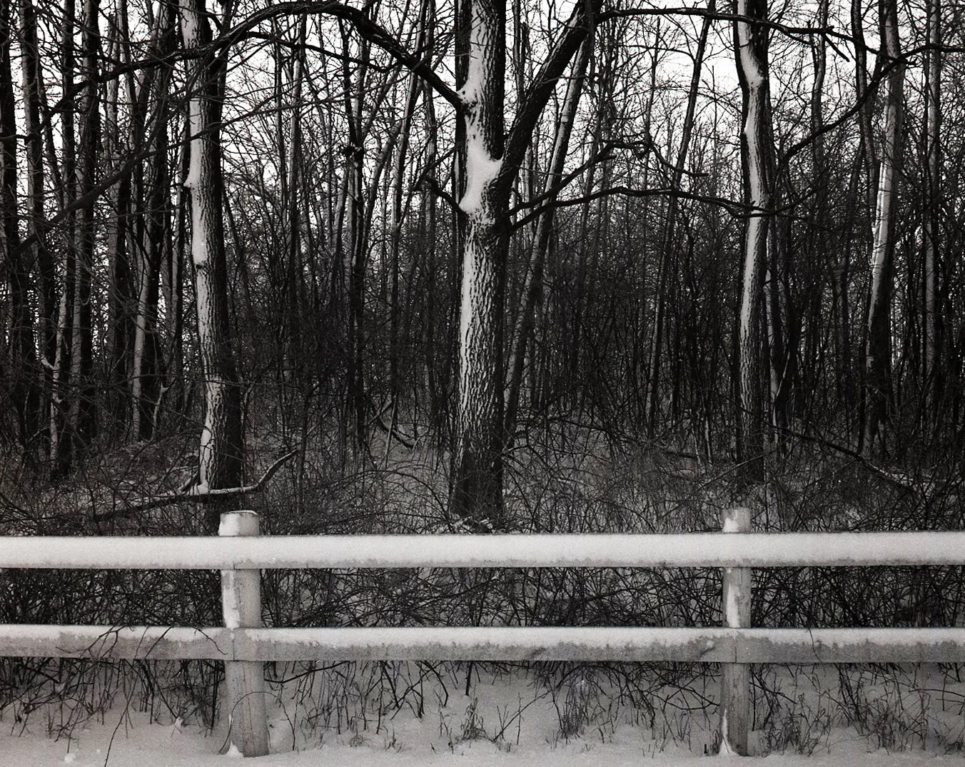 Winter Fence and Forest > DeKalb, IL 2006