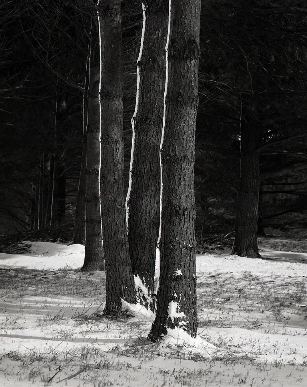 Winter Pine Trees > DeKalb, IL 2005