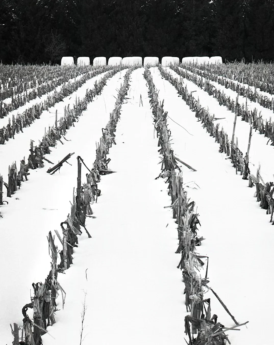 Winter Cornfield and White Hay Bales > DeKalb, IL 2004
