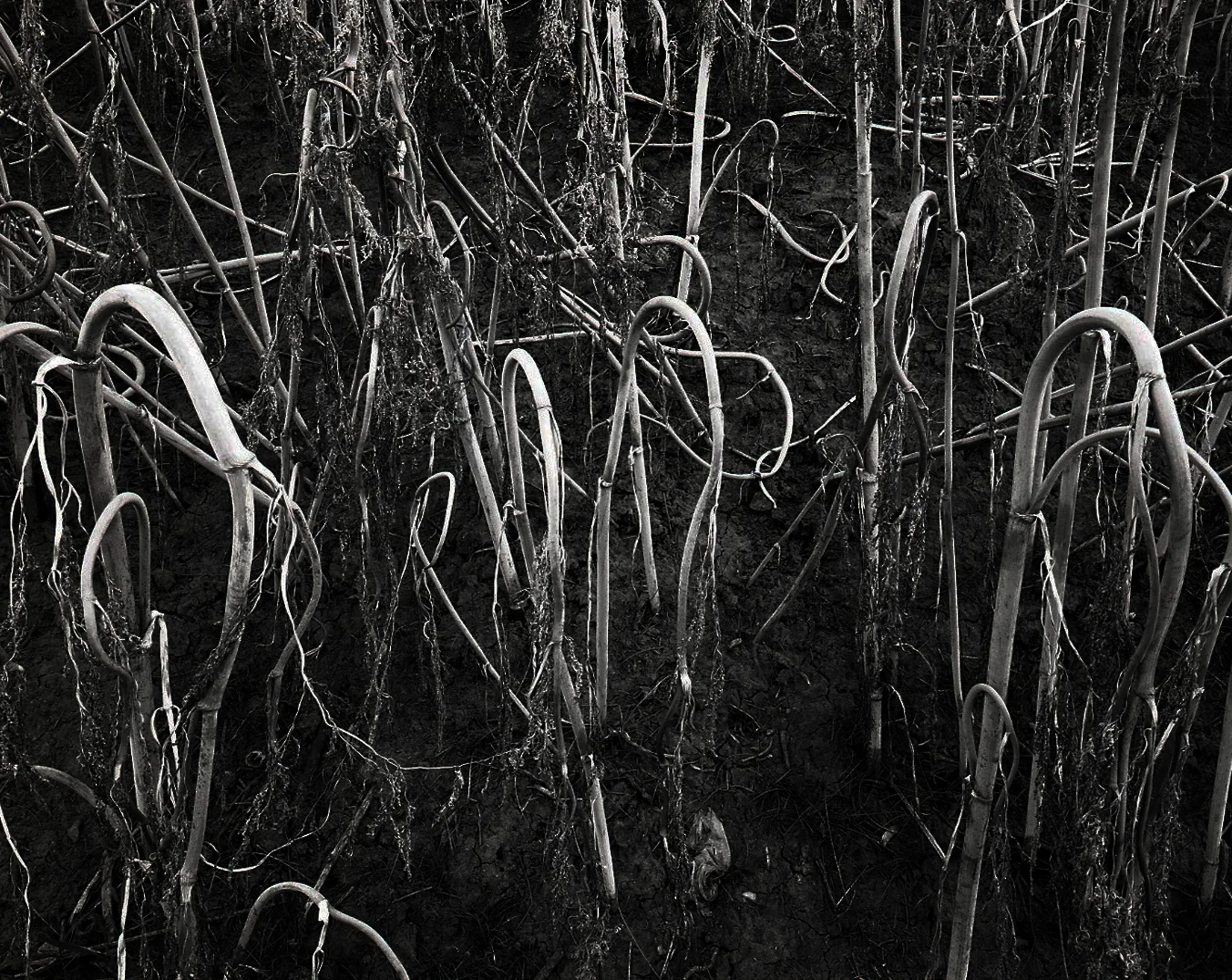 Drooping Weeds > Milledgeville, IL 2004