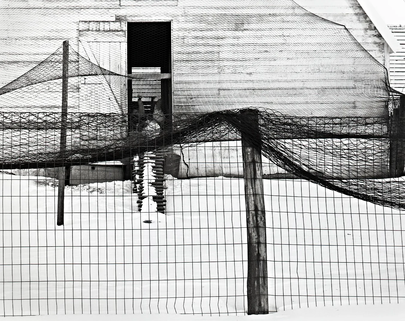 Chicken Coop > Mt. Carroll, IL 2004