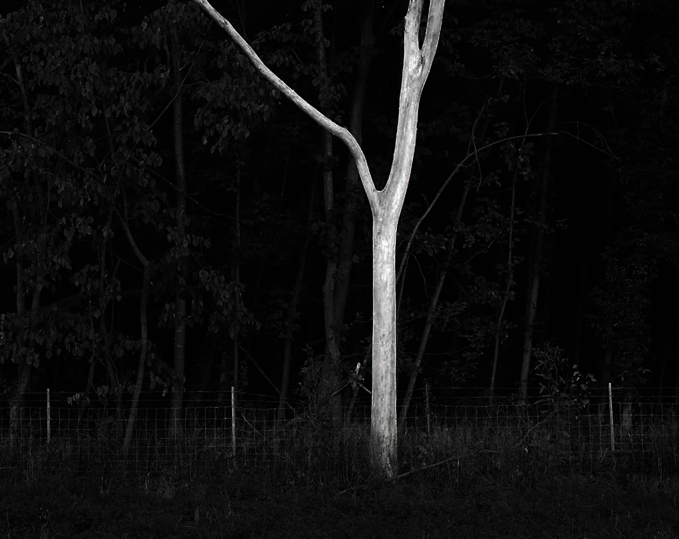 Dead Tree > DeKalb, IL 2006