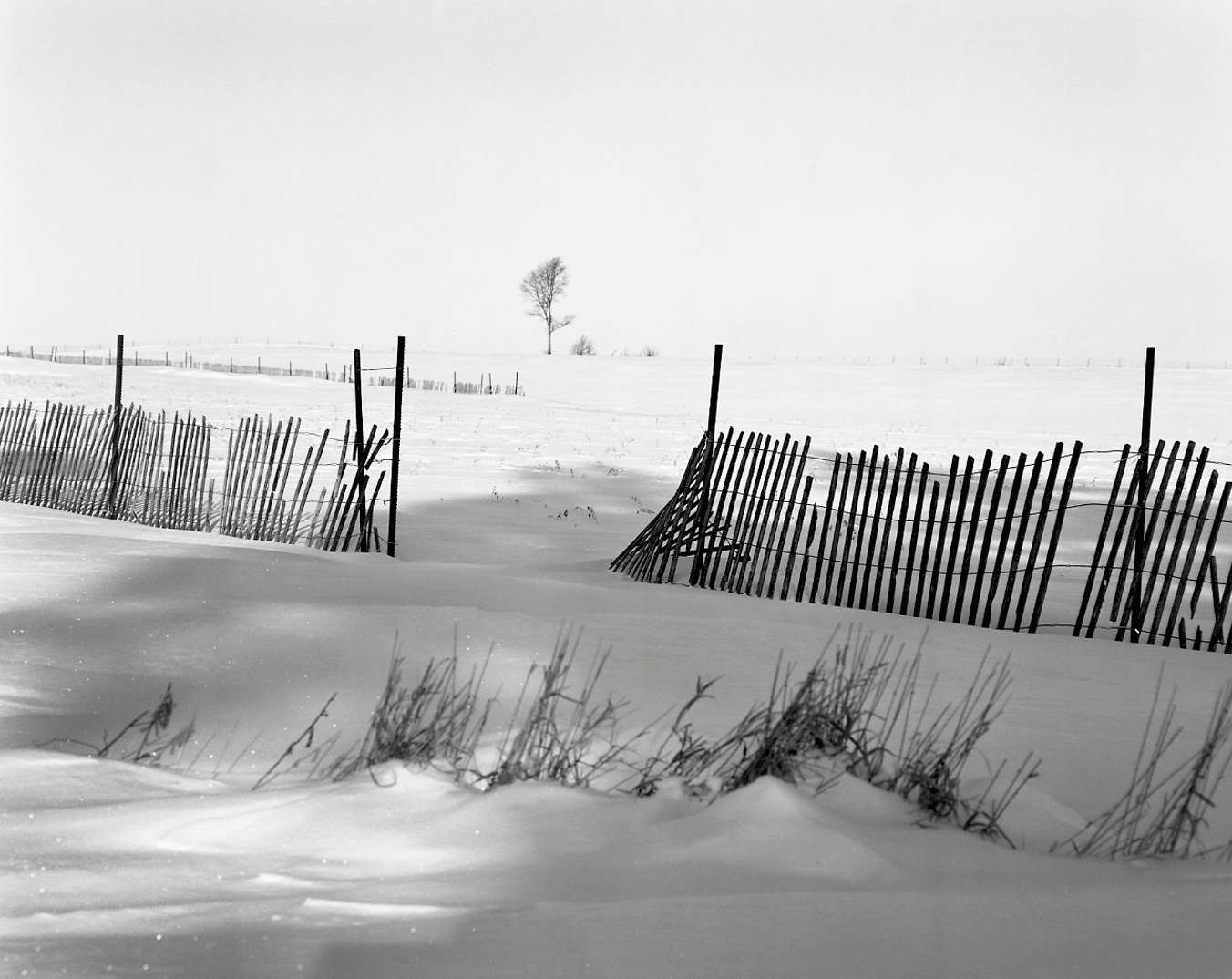 Winter Landscape, Snow Fence and Tree Study > Ridott, IL 2009