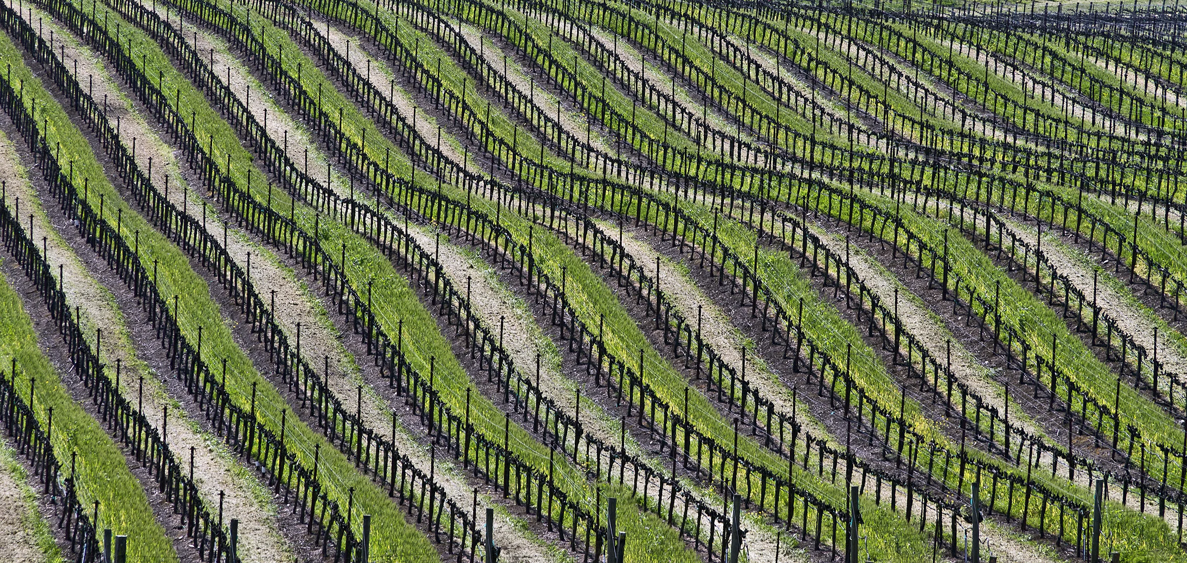 Vineyard Rows (2013)