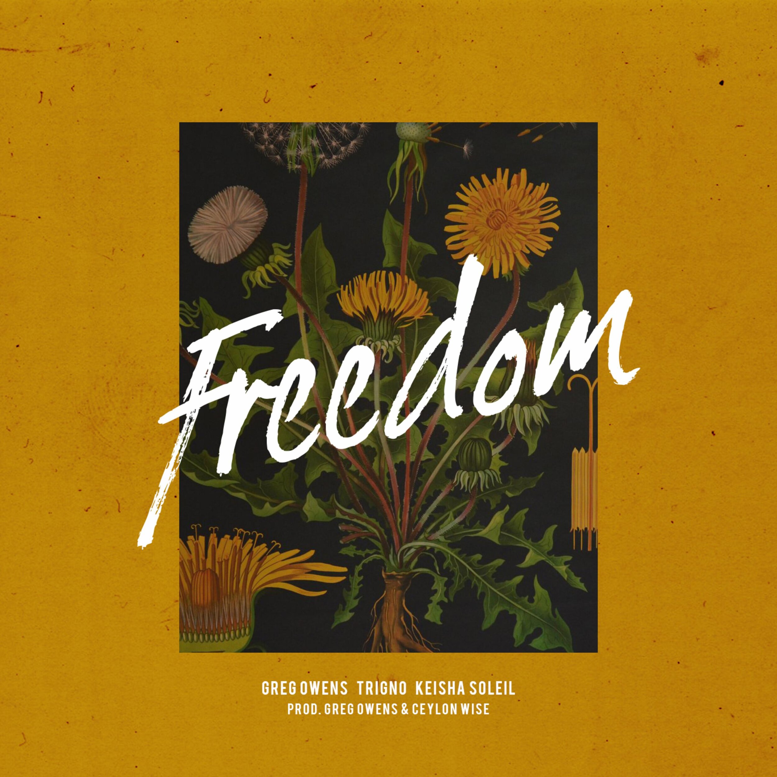 Stream "Freedom"