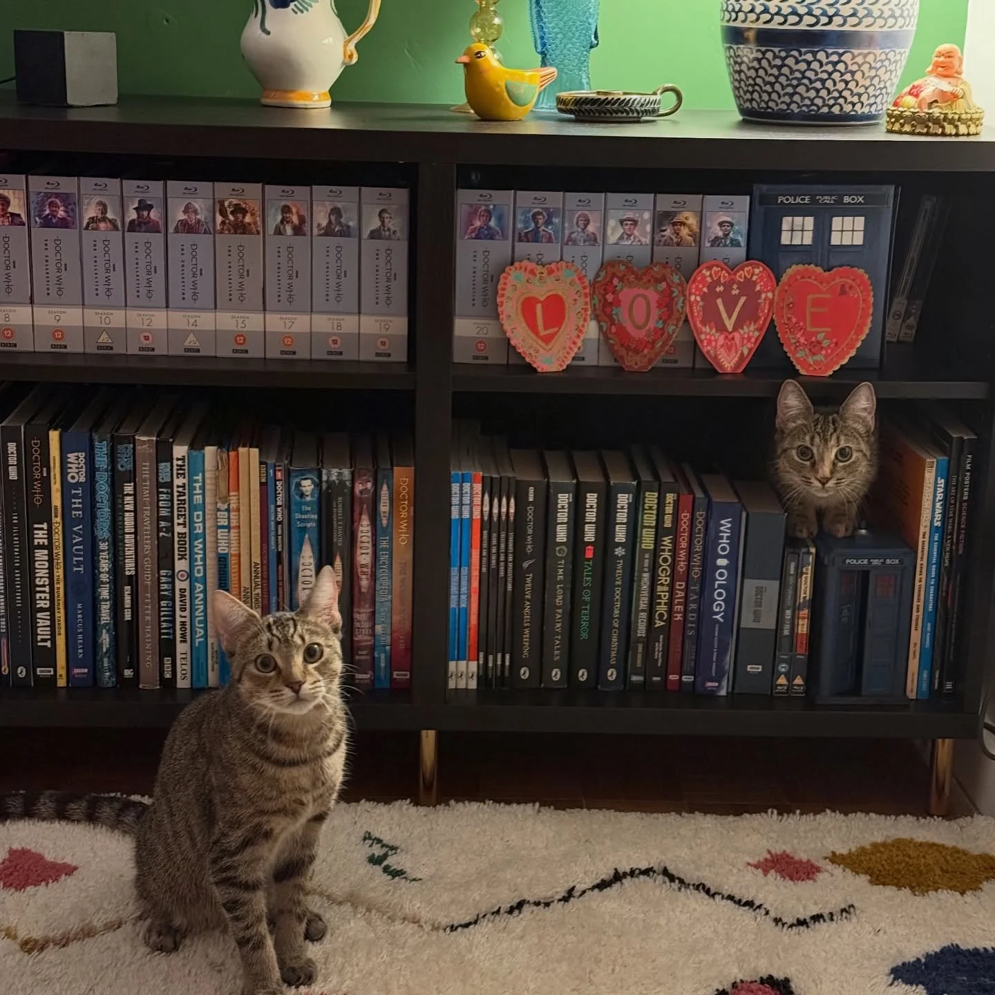 Meet the complete loves of my life, Stath and Sophie (Sofie) 🐱🐱💕 we have wanted our own cats for SO long and 7 weeks into living with these two gorgeous kittens, who are 9 month year old siblings - they have brightened up our lives more than their