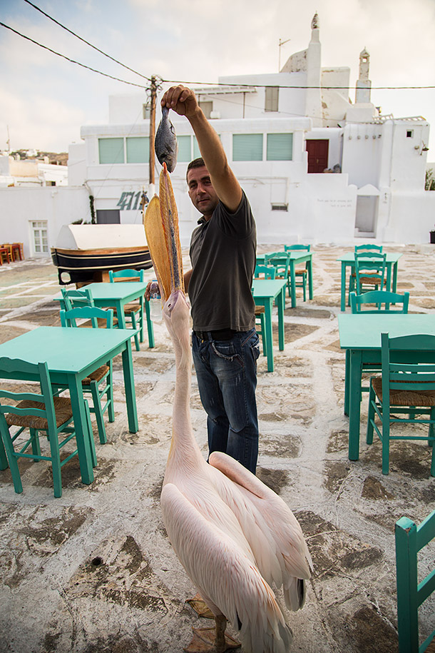 Restaurant-feeding-pelican.jpg