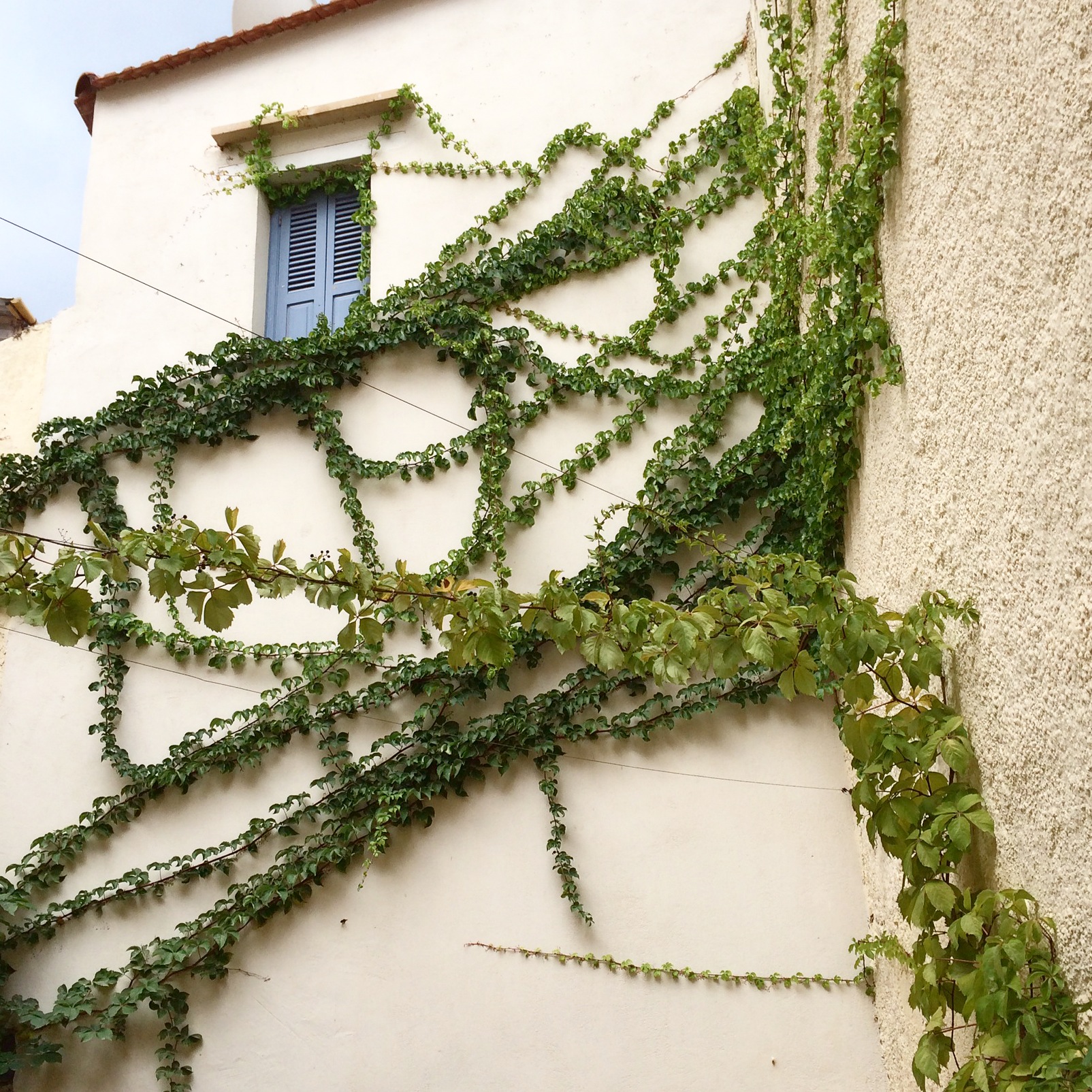 Chania greenery.jpg