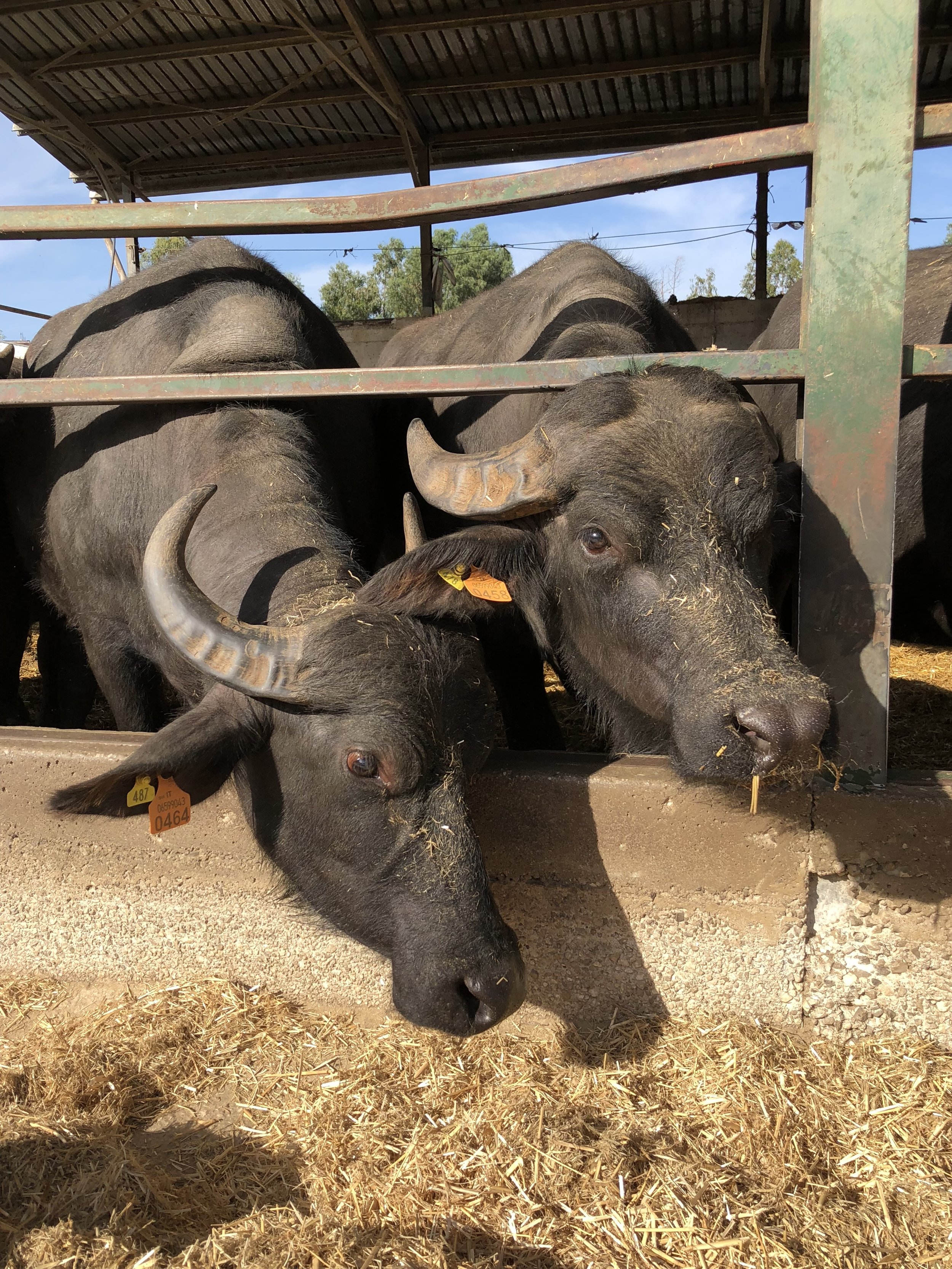 Copy of Water buffaloes 