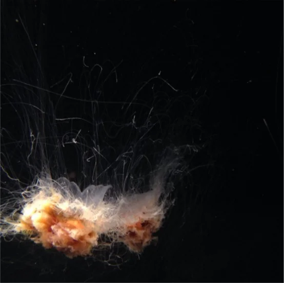 Two Fresh (Ft. Carter Lang & Arnold) • "Ostego"